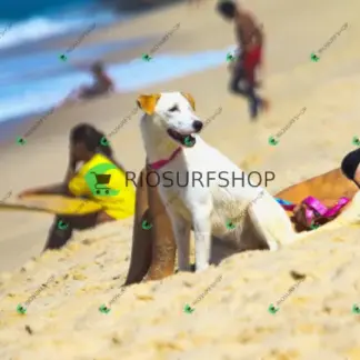 Foto 1023 - Praia da Macumba 2026-03-26