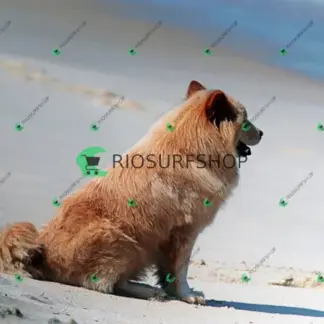 Foto 988 - Praia da Macumba 2026-03-27