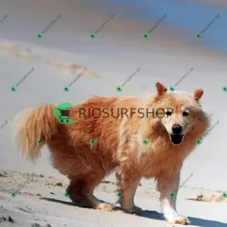 Foto 984 - Praia da Macumba 2026-03-27