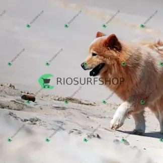 Foto 344 - Praia da Macumba 2026-03-27