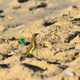 Foto 169 - Canto do recreio,Colégio MX,pista de Skate 2026-03-29