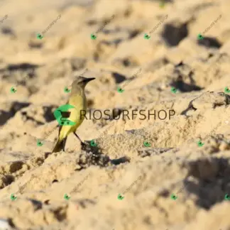 Foto 168 - Canto do recreio,Colégio MX,pista de Skate 2026-03-29