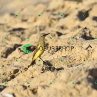 Foto 171 - Canto do recreio,Colégio MX,pista de Skate 2026-03-29