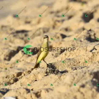 Foto 174 - Canto do recreio,Colégio MX,pista de Skate 2026-03-29