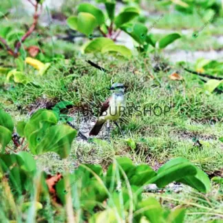 Foto 458 - Praia da Macumba 2026-04-01