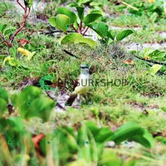 Foto 464 - Praia da Macumba 2026-04-01