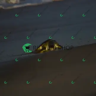 Foto 146 - Praia da Macumba 2026-04-07