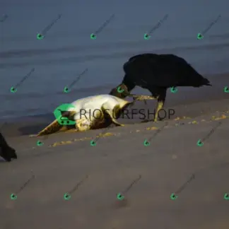 Foto 193 - Praia da Macumba 2026-04-07