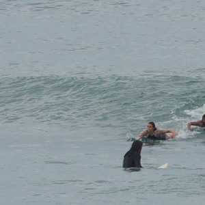 Video 103 - 8w Rua do Surf 2026-02-21