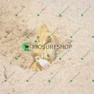 Foto 173 - Praia Brava - Angra 2026-02-25