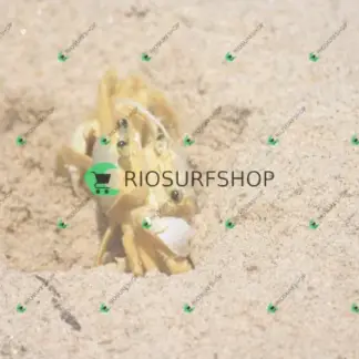 Foto 176 - Praia Brava - Angra 2026-02-25