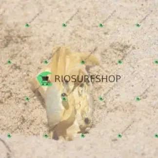 Foto 177 - Praia Brava - Angra 2026-02-25