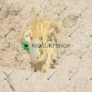 Foto 175 - Praia Brava - Angra 2026-02-25