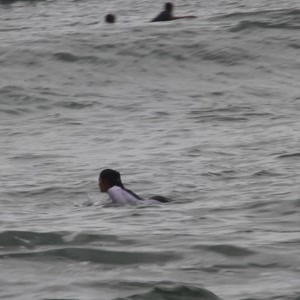 Video 11 - Canto do Recreio 2026-02-28