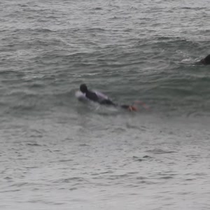 Video 13 - Canto do Recreio 2026-02-28